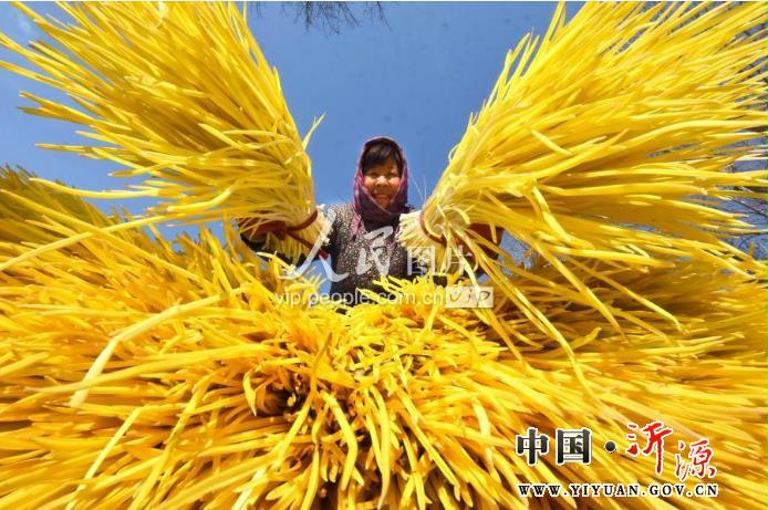 近年來,沂源縣積極引導農民利用河邊閒灘大力發展大棚蒜黃種植,目前全